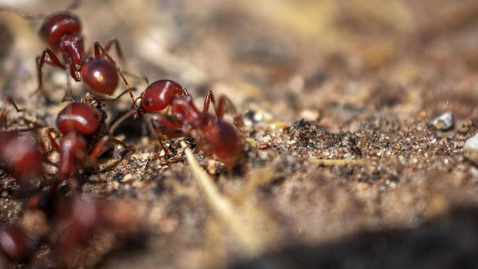 Invasive Fire Ants Limiting Spread of Meat Allergy—But Pose Their Own Dangers