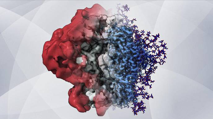 New Imaging Method Reveals HIV's Sugary Shield in Unprecedented Detail