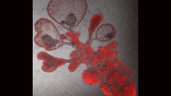 Lab-Grown Mini-Lungs Mimic the Real Thing – Right Down to COVID Infection