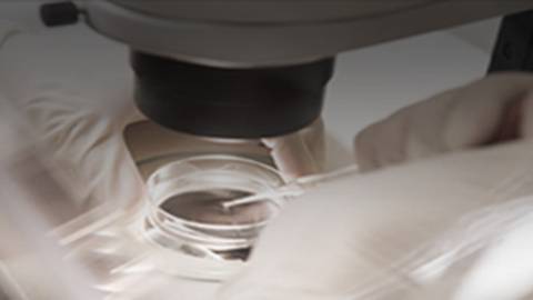 IVF Laboratory Technology