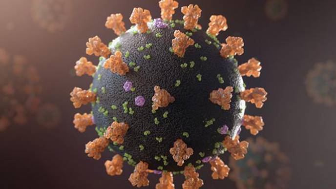 Genetic Comparison of 24 Coronaviruses Yields Clues to COVID-19 Treatments