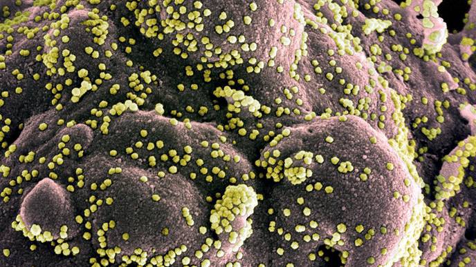 Investigational COVID-19 Vaccine Well-Tolerated, Generates Immune Response in Older Adults
