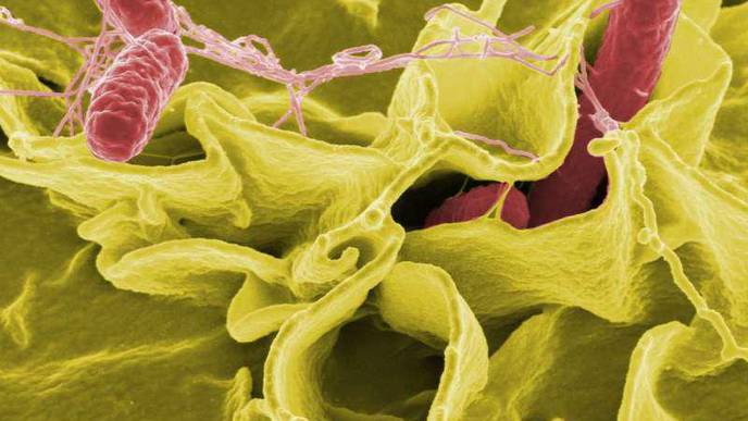 Researchers Uncover Tools Used by Predatory Bacteria to Escape Unharmed from Prey Cell