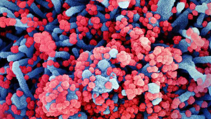 Study Tracks Evolution of SARS-CoV-2 Virus Mutations