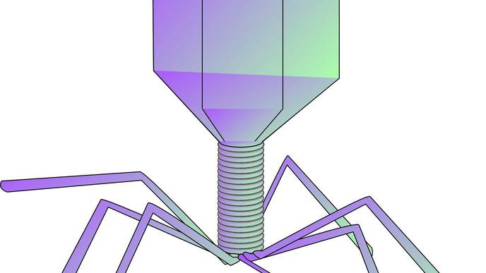 Scientists Uncover Prophage Defense Mechanisms Against Phage Attacks in Mycobacteria