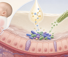 Infant gut microbiome with breast milk oligosaccharides and plant fiber interaction during weaning