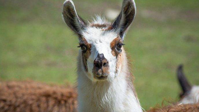 Neuroscientists Isolate Promising Mini Antibodies Against COVID-19 from a Llama